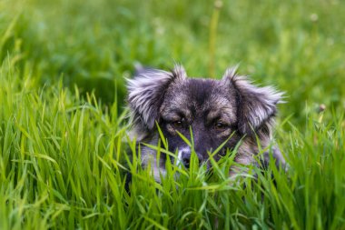 Karst çoban köpeği. Uzun yeşil çimlerde. Avustralya portresi. Açık havada safkan çayır.