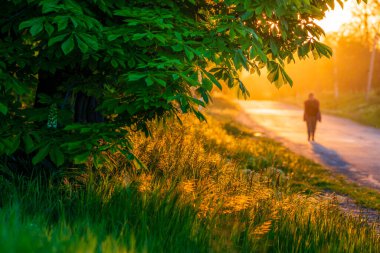 Bahar ağacındaki Aesculus hipocastanum (Aesculus hipocastanum) kolonyası. Küçük narin çiçekler. Güzel bir dal. Arka plan günbatımı.