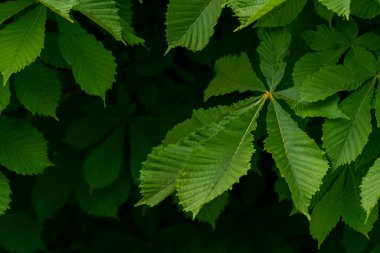 At kestanesi yaprağı dalı (Aesculus hipocastanum) kolonya bahar ağacında küçük narin çiçekler güzel arka plan günbatımı ışık dalları çapraz bileşimi