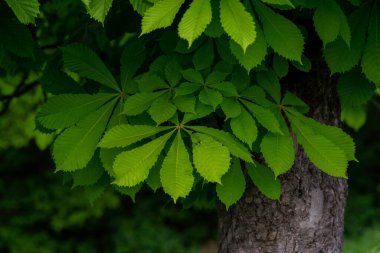 At kestanesi yaprağı dalı (Aesculus hipocastanum) kolonya bahar ağacında küçük narin çiçekler güzel arka plan günbatımı ışık dalları çapraz bileşimi