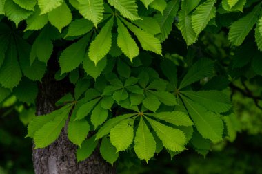 At kestanesi yaprağı dalı (Aesculus hipocastanum) kolonya bahar ağacında küçük narin çiçekler güzel arka plan günbatımı ışık dalları çapraz bileşimi