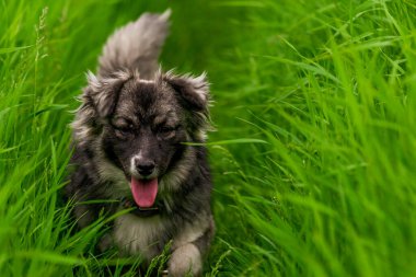 Karst çoban köpeği. Uzun yeşil çimlerde. Avustralya portresi. Açık havada safkan çayır.