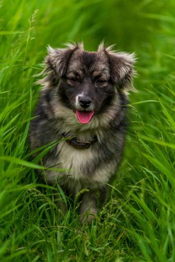 Karst çoban köpeği. Uzun yeşil çimlerde. Avustralya portresi. Açık havada safkan çayır.