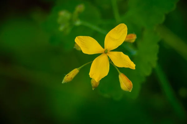 Större Celandine Gula Vilda Blommor Närbild Chelidonium Majus Giftig Blommande — Stockfoto