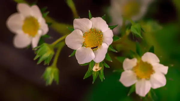 Blommande Vita Jordgubbsbuskar Sommar Söt Jordgubbe Plantor Blomma Blommande Trädgård — Stockfoto