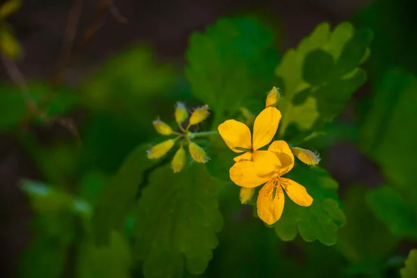 Maior Celandine Flores Silvestres Amarelas Perto Chelidonium Majus Venenoso Floração — Fotografia de Stock