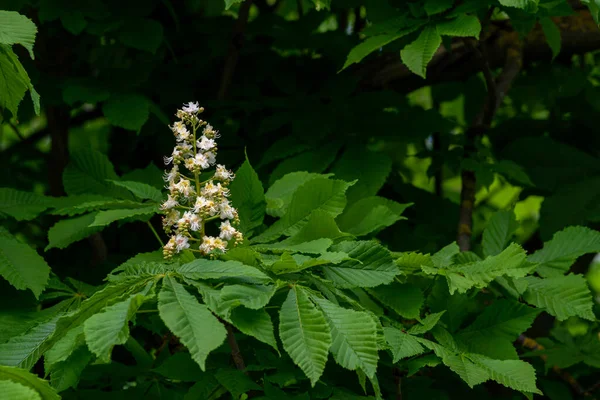 Stock image Branch of  Horse chestnut blossom leaf (Aesculus hippocastanum) cologne in spring tree  tiny tender flowers Beautiful twig beautiful background sunset soft light Branch diagonal composition