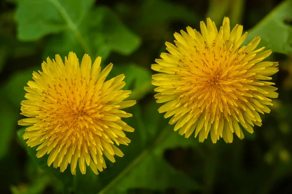 Blow Away Dandelion Yellow Dandelion Field Green Background Macro Honey — Stock Photo, Image