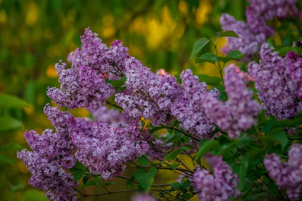 Syringa Vulgaris Бузкове Або Звичайне Бузкове Цвітіння Пурпурові Квіти Зелений — стокове фото
