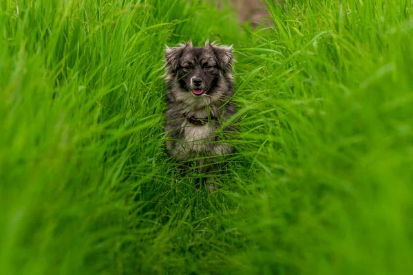 背の高い緑の草のオーストラリアの肖像画屋外でのカルスト羊飼いの犬純血草原立って舌アウトラン — ストック写真