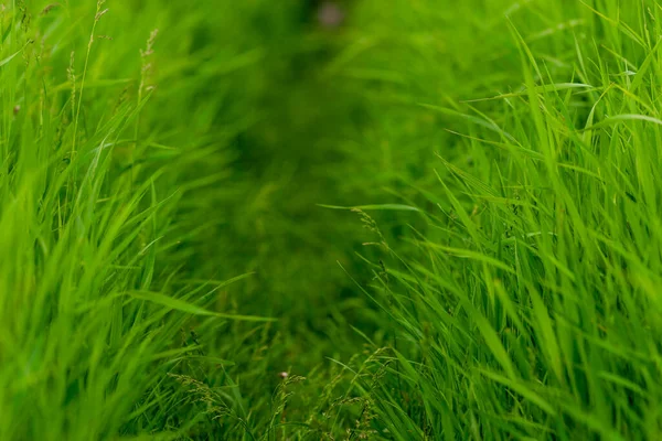 Hoch Green Graspfad Farnblatt Textur Natur Hintergrund Frischer Rasen Grünfläche — Stockfoto