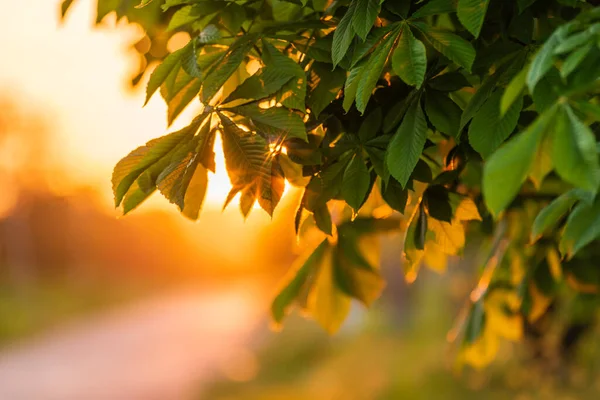 Ветвь Конского Каштана Цветущий Лист Aesculus Hippocastanum Одеколон Весеннем Дереве Стоковое Фото