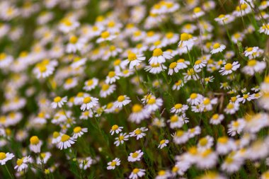 Papatya tarlası makro beyaz çiçekleri. Arka plan sabah güneşi kapanıyor. Bitkisel ilaçlar. Chamaemelum nobile Roma Alternatif Bahar Papatyası. Güzel çayır bitkisel içecekler.