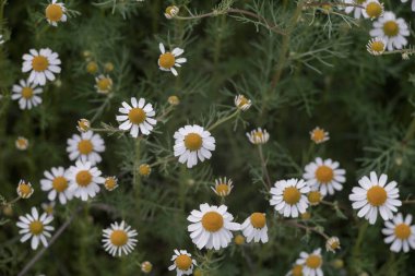 Papatya tarlası makro beyaz çiçekleri. Arka plan sabah güneşi kapanıyor. Bitkisel ilaçlar. Chamaemelum nobile Roma Alternatif Bahar Papatyası. Güzel çayır bitkisel içecekler.