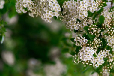 Bahar çiçekleri birçok beyaz çalı - Spirea vanhouttei (Spiraea cantoniensis). Reeve 's Bridalçelenk spirea Meadowsweet Double White kopyalama alanı.