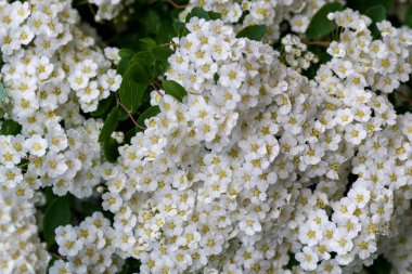 Bahar çiçekleri birçok beyaz çalı - Spirea vanhouttei (Spiraea cantoniensis). Reeve 's Bridalçelenk spirea Meadowsweet Double White kopyalama alanı.