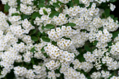 Bahar çiçekleri birçok beyaz çalı - Spirea vanhouttei (Spiraea cantoniensis). Reeve 's Bridalçelenk spirea Meadowsweet Double White kopyalama alanı.