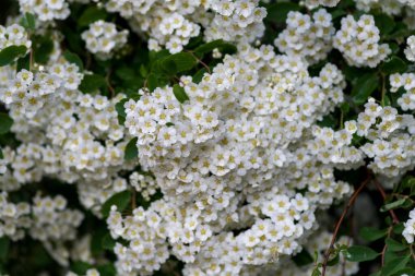Bahar çiçekleri birçok beyaz çalı - Spirea vanhouttei (Spiraea cantoniensis). Reeve 's Bridalçelenk spirea Meadowsweet Double White kopyalama alanı.