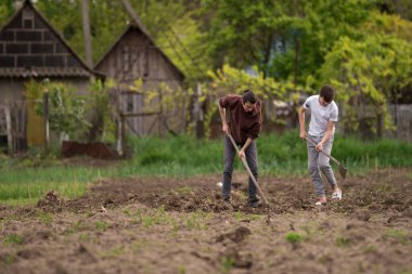Sürdürülebilir organik tarım; çapalayan toprak, çapalayan adam çapa ile meyve bahçesi tarımı iki genç çiftçi bir bahçe kazıyor kırsal Moldova bahçesinde sebze biçiyor
