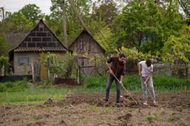 Sürdürülebilir organik tarım; çapalayan toprak, çapalayan adam çapa ile meyve bahçesi tarımı iki genç çiftçi bir bahçe kazıyor kırsal Moldova bahçesinde sebze biçiyor