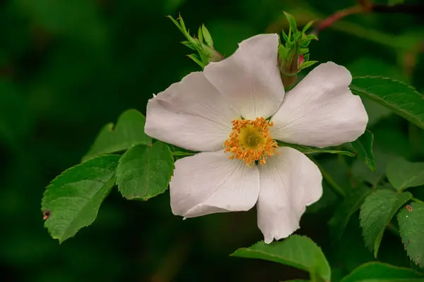 Τριανταφυλλιά Πράσινα Φύλλα Όμορφο Λουλούδι Πράσινο Φυτό Πάνω Όψη Φύση — Φωτογραφία Αρχείου