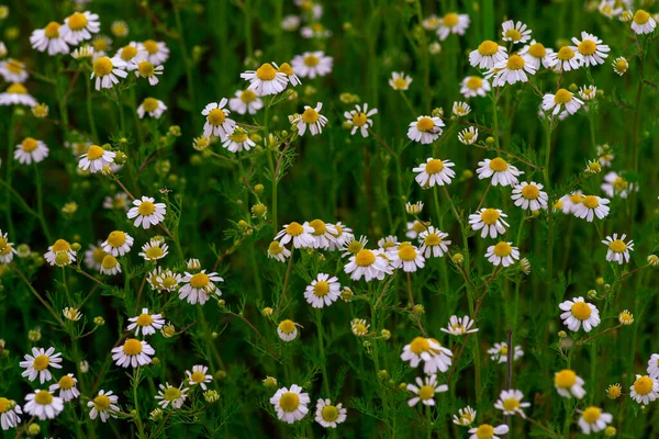 Rumianek Pole Makro Białe Kwiaty Tło Rano Słońce Zbliżenie Ziołowa — Zdjęcie stockowe