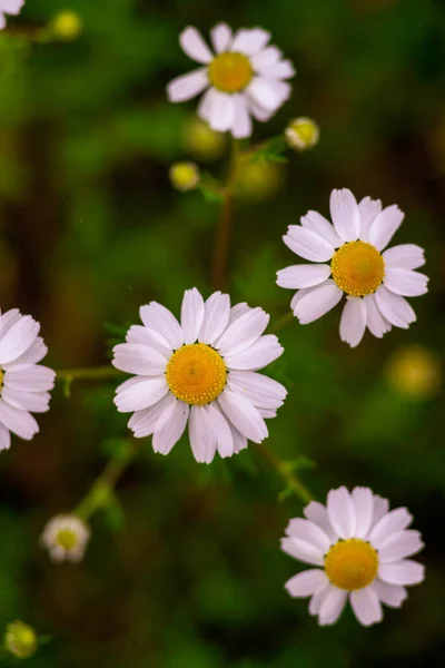 Kamille Veld Macro Witte Bloemen Achtergrond Zon Close Kruidengeneeskunde Chamaemelum — Stockfoto
