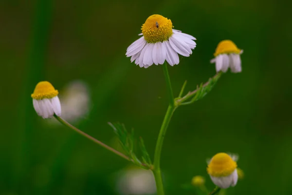 Kamille Veld Macro Witte Bloemen Achtergrond Zon Close Kruidengeneeskunde Chamaemelum — Stockfoto