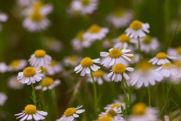 Χαμομήλι Πεδίο Μακροεντολή Λευκά Λουλούδια Φόντο Πρωί Ήλιο Κοντά Φυτικό — Φωτογραφία Αρχείου