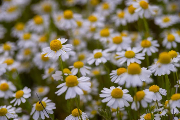 Χαμομήλι Πεδίο Μακροεντολή Λευκά Λουλούδια Φόντο Πρωί Ήλιο Κοντά Φυτικό — Φωτογραφία Αρχείου