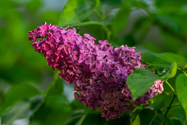 Syringa vulgaris, the lilac or common lilac Blooming purple flowers green background, close up branch Bouquet  garden beautiful wallpaper delicate sky PARFUMS Selective focus cluster smell copy space