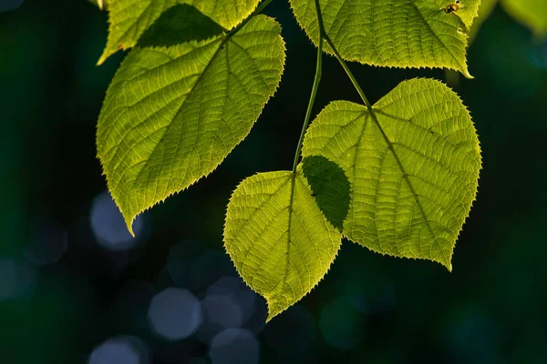 リンデンの木茶の性質若い緑の葉の背景葉緑の終わり抽象的な朝の日差し壁紙石灰ティリアアメリカ植物パターンテクスチャマクロ小枝 小葉ライムティリア Cordata — ストック写真