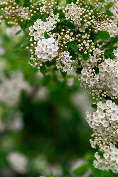 Весной Цветут Кустарники Много Белых Цветов Spirea Vanhouttei Spiraea Cantoniensis — стоковое фото