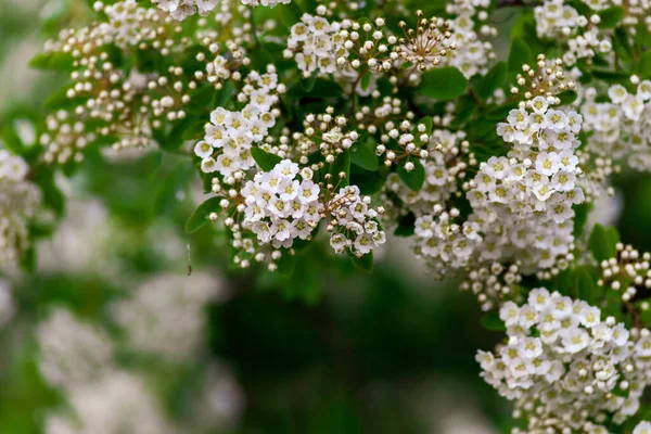Voorjaarsbloeiende Struik Veel Witte Bloemen Spirea Vanhouttei Spiraea Cantoniensis Reeve — Stockfoto