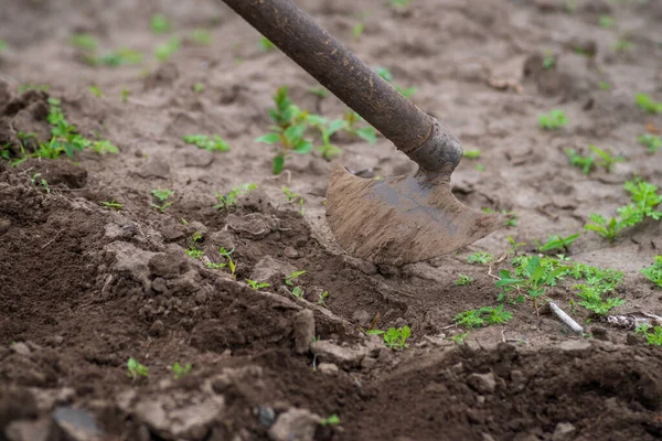 stock image sustainable organic agriculture;hoeing soil , men tilling the orchard land with a hoe Weeding  Farming two Young farmers digging a garden mows  vegetables garden  land  Rural Moldova