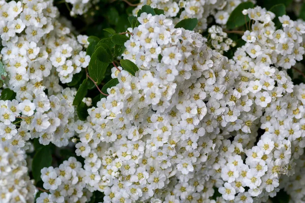 Весной Цветут Кустарники Много Белых Цветов Spirea Vanhouttei Spiraea Cantoniensis Стоковое Изображение