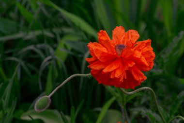 Koleksiyoncu Terry dekoratif haşhaş çiçeği parlak kırmızı haşhaş tomurcukları çiçek açıyor. Şık çiçek kırsal papaver oryantürü