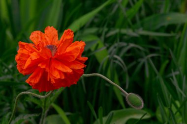 Koleksiyoncu Terry dekoratif haşhaş çiçeği parlak kırmızı haşhaş tomurcukları çiçek açıyor. Şık çiçek kırsal papaver oryantürü