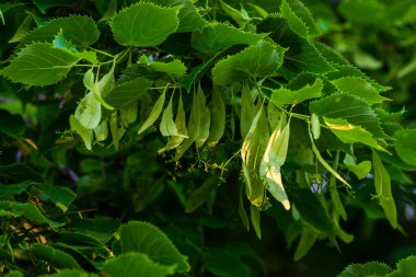 Bir kireç dalı. Bir ıhlamur ağacının yeşil yaprakları. Tilia americana. Doku, doğa geçmişi. Botanik deseni. Bitki çayı, aromaterapi, doğal tıp.