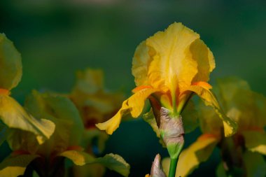 Sarı İris çiçeği narin bulanık yeşil arkaplan baharı kapalı bahçe renkli tebrik kartı çiçek açan sancak yakın plan sanat tasarımı
