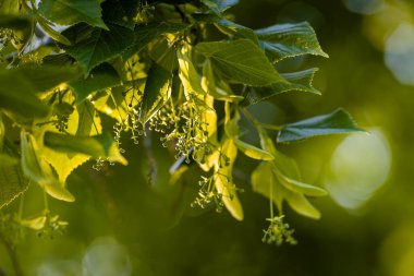 Bir kireç dalı. Bir ıhlamur ağacının yeşil yaprakları. Tilia americana. Doku, doğa geçmişi. Botanik deseni. Bitki çayı, aromaterapi, doğal tıp.