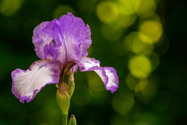 Mavi İris Çiçeği Mor Mor Mor Mor Mor Mor Mor Mor Mor Mor Güzel, bulanık yeşil arka plan. Bahçeye yakın, renkli tebrik kartı açan bitki Sanatı Sanatı Tasarımı.