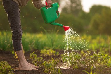 Tanımlanamayan bir çiftçinin elinde sulayan yeşil bir teneke kutu günbatımı sebze, ilkbahar güneşli ülke organik ürünleri, çevre dostu yaşam tarzı bahçe işleri hobisi patates tohumu.