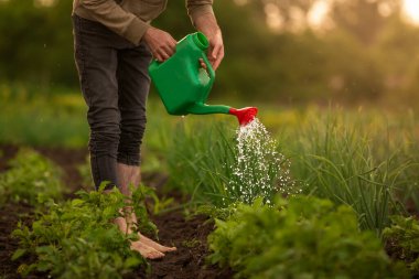 Tanımlanamayan bir çiftçinin elinde sulayan yeşil bir teneke kutu günbatımı sebze, ilkbahar güneşli ülke organik ürünleri, çevre dostu yaşam tarzı bahçe işleri hobisi patates tohumu.