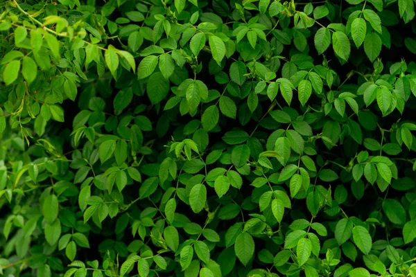 Hagebuttengrüne Blätter Schöne Blume Grüne Pflanze Draufsicht Nature Spring Concept — Stockfoto