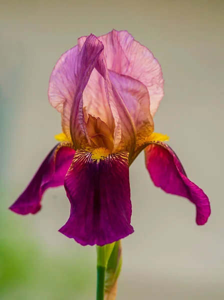 Mauve Och Rosa Röd Vinrött Iris Blomma Lila Violett Delikat — Stockfoto