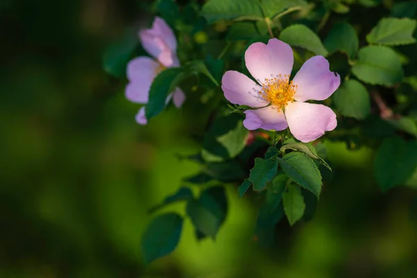 Rosa Mosqueta Hojas Verdes Hermosa Flor Verde Planta Vista Superior — Foto de Stock