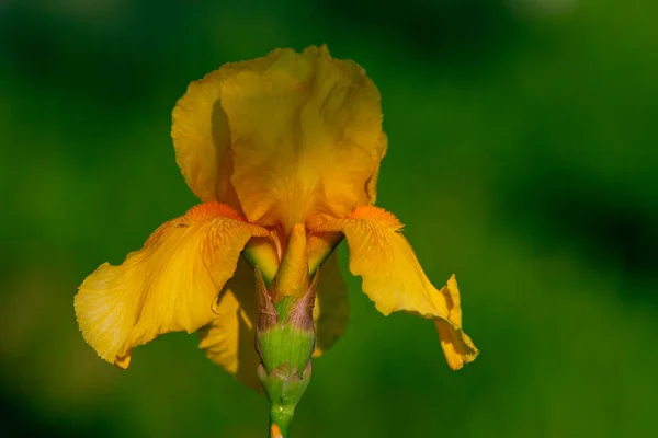 Giallo Iris Fiore Delicato Bella Sfocato Verde Naturale Sfondo Primavera — Foto Stock