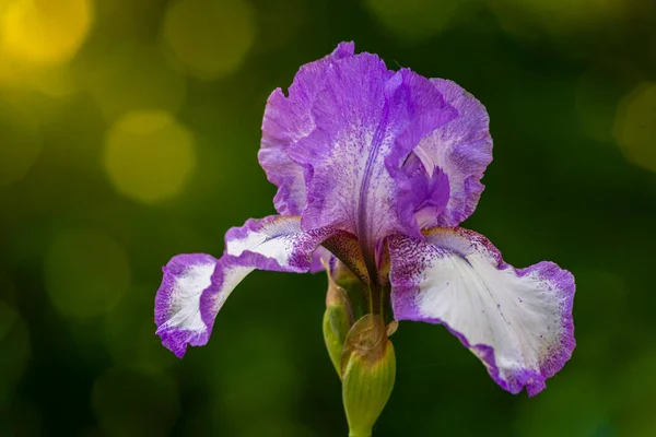 Modrá Duhovka Květ Fialová Fialová Jemné Krásné Rozmazané Zelené Přirozené — Stock fotografie