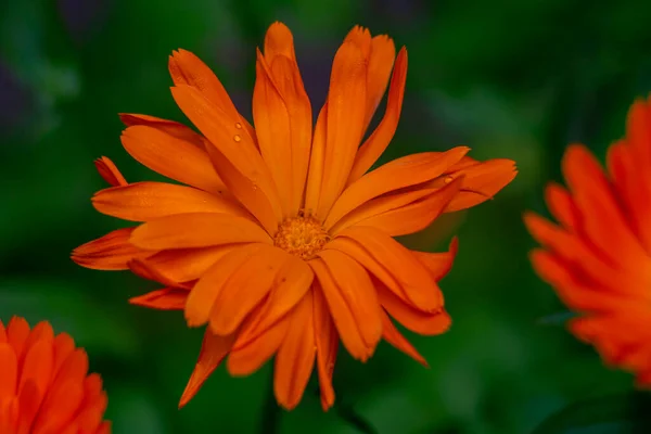 Leuchtend Orangefarbene Ringelblumenblüten Calendula Officinalis Ringelblume Röschen Natürliche Florale Hintergrund — Stockfoto